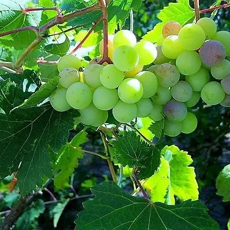 Daire Alex - Nancy - Zaga