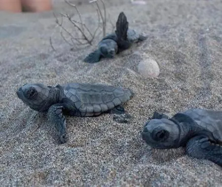 Alex - Nancy - Zaga * Koróni