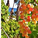 Alex - Nancy - Zaga Koroni (Messinia)
