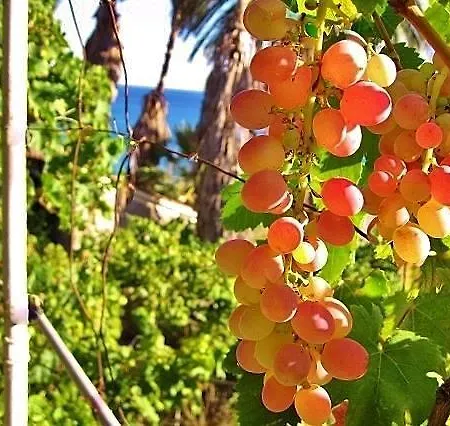 Alex - Nancy - Zaga Koroni (Messinia)