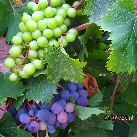 Апартаменты Alex - Nancy - Zaga *