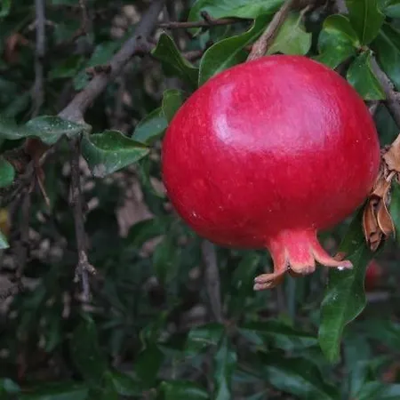 Alex - Nancy - Zaga Апартаменты *