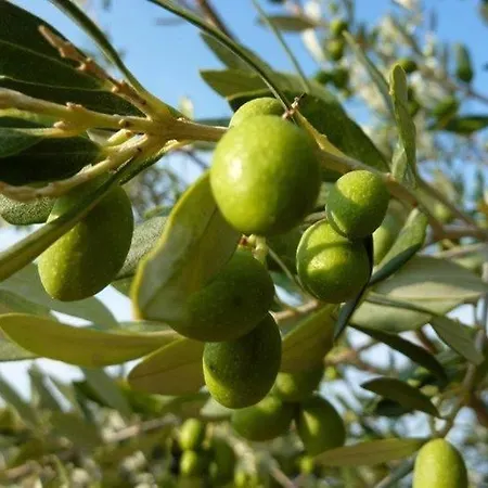 Alex - Nancy - Zaga Koroni (Messinia)