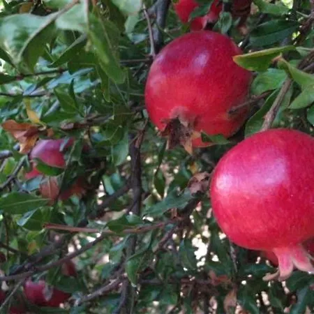 Апартаменты Alex - Nancy - Zaga