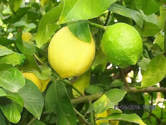 Apartman Alex - Nancy - Zaga Koróni