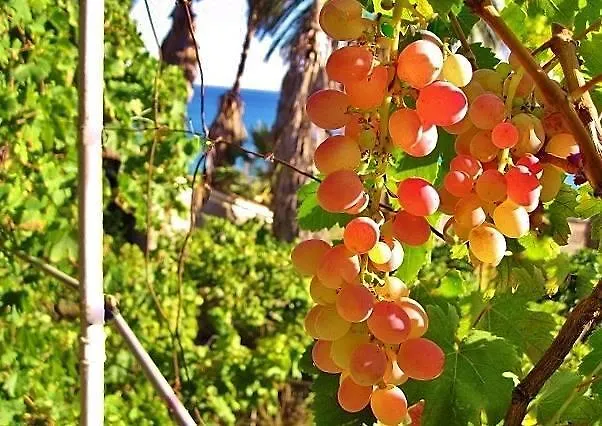 Alex - Nancy - Zaga Koróni