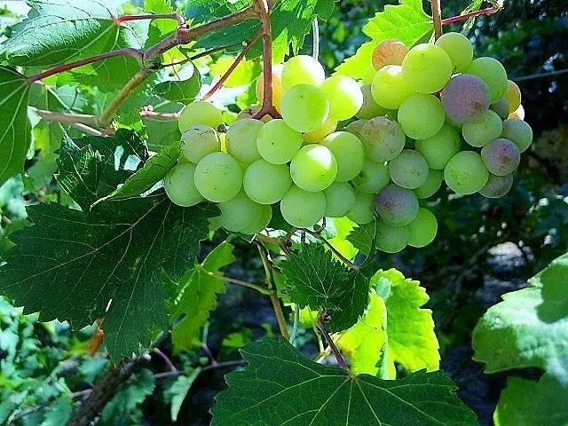 Apartman Alex - Nancy - Zaga