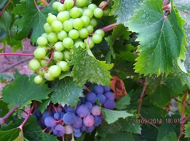 Apartmán Alex - Nancy - Zaga *