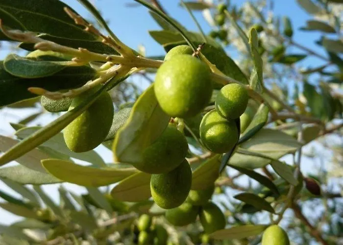 Alex - Nancy - Zaga Koróni