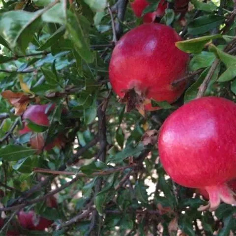 Apartmán Alex - Nancy - Zaga