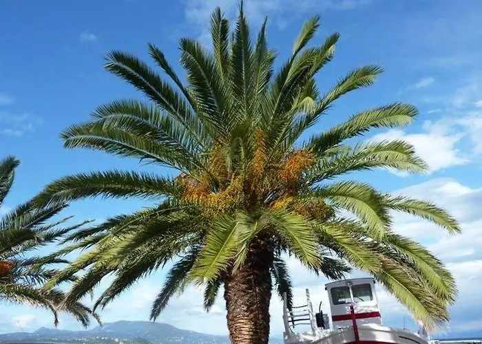 Alex - Nancy - Zaga * Koróni